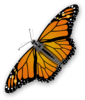 Monarch Butterfly Clip Art